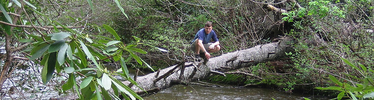 Fallen Log Crossing